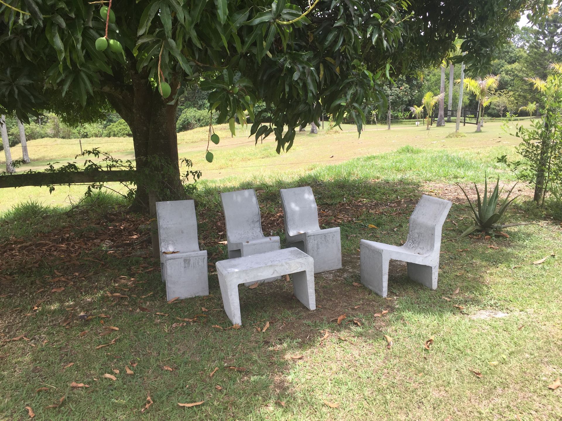 Zona verde con jardín y árbol de mango
